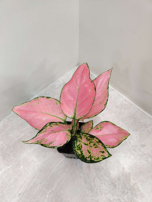 Aglaonema Pink Valentine 7  Cm Pot