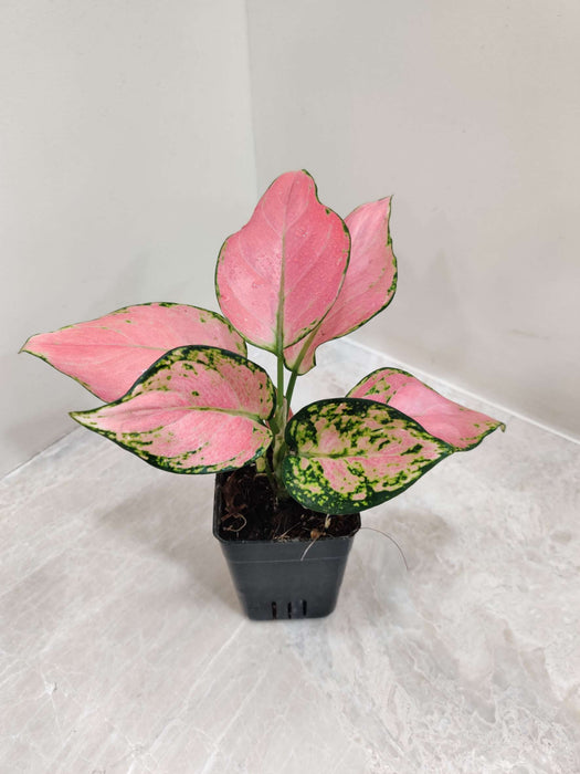 Aglaonema Pink Valentine 7  Cm Pot