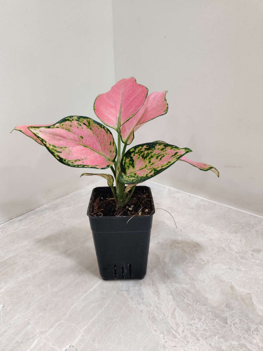Aglaonema Pink Valentine 7  Cm Pot