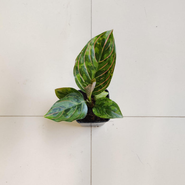 aglaonema army Aglaonema Red Army Plant In 7 Cm Pot – ChhajedGarden.com