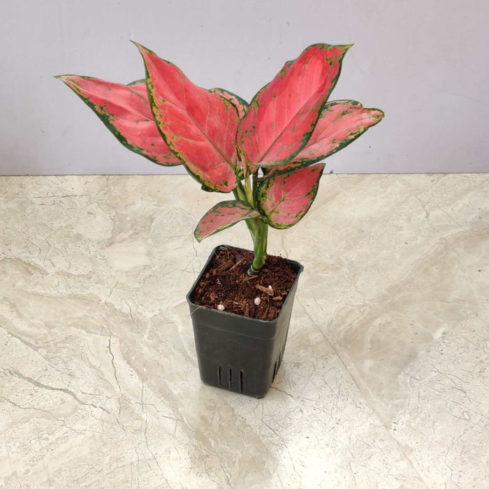 Aglaonema Red Ruby Plant In  8.5 cm pot