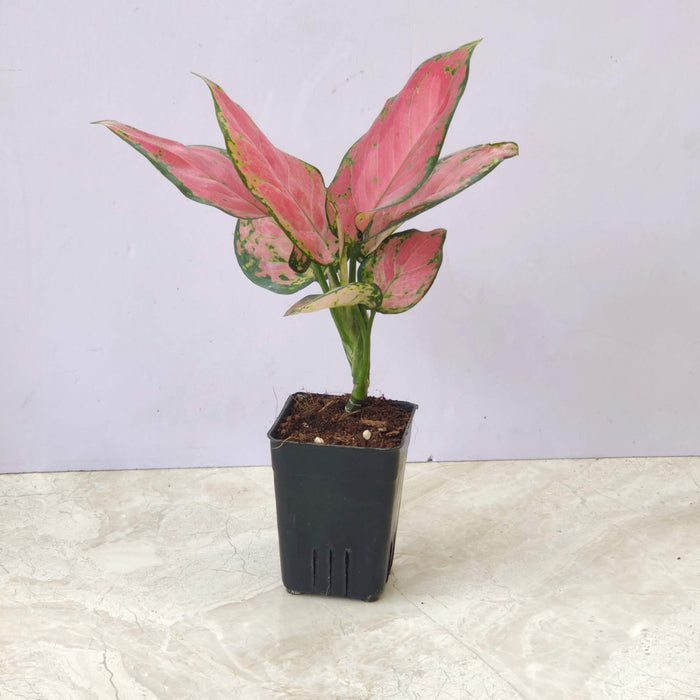 Aglaonema Red Ruby Plant In  8.5 cm pot