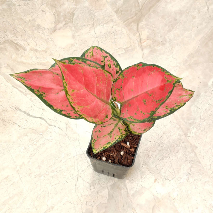 Aglaonema Red Ruby Plant In  8.5 cm pot