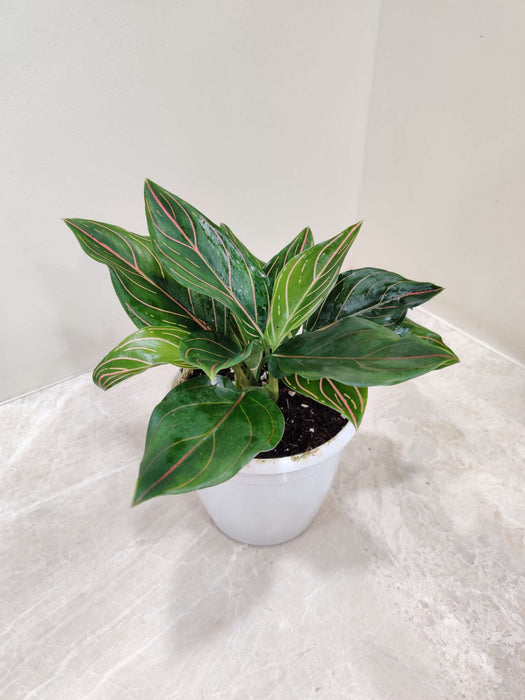 Aglaonema Red Vein Plant (Evergreen) 12 Cm Pot