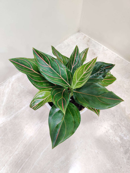 Aglaonema Red Vein Plant (Evergreen) 12 Cm Pot