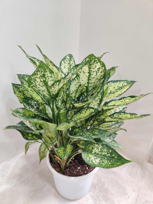 Aglaonema Snow White Plant In 17 cm pot