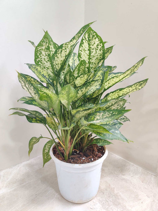 Aglaonema Snow White Plant In 17 cm pot