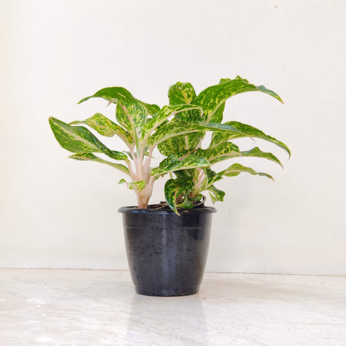Aglaonema Sparkling Sarah Plant In 12 cm pot
