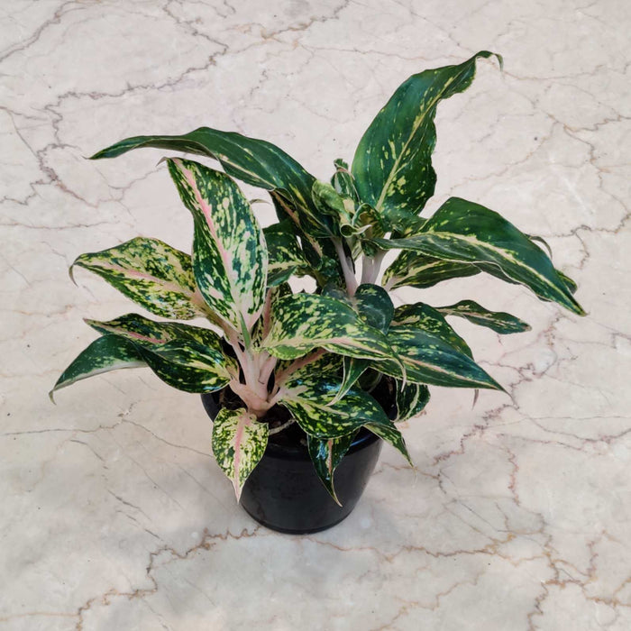 Aglaonema Sparkling Sarah Plant In 12 cm pot