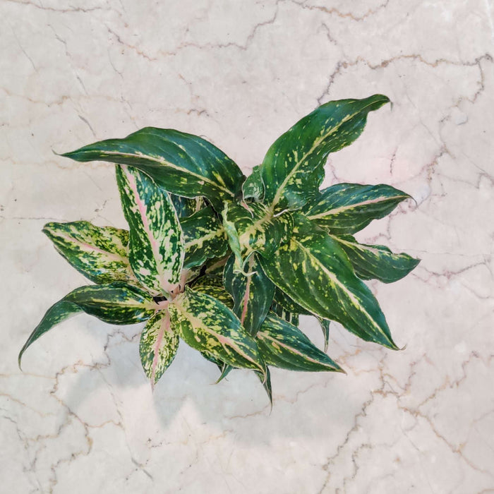Aglaonema Sparkling Sarah Plant In 12 cm pot