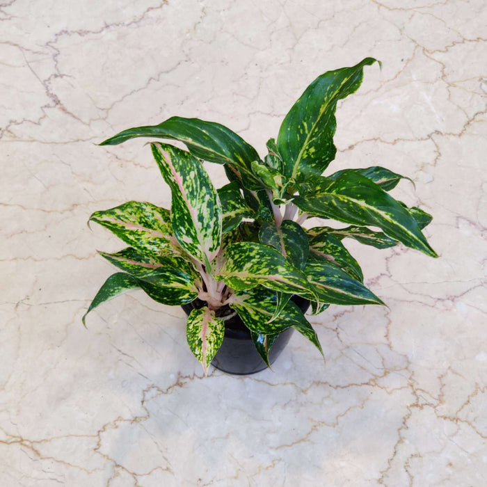 Aglaonema Sparkling Sarah Plant In 12 cm pot