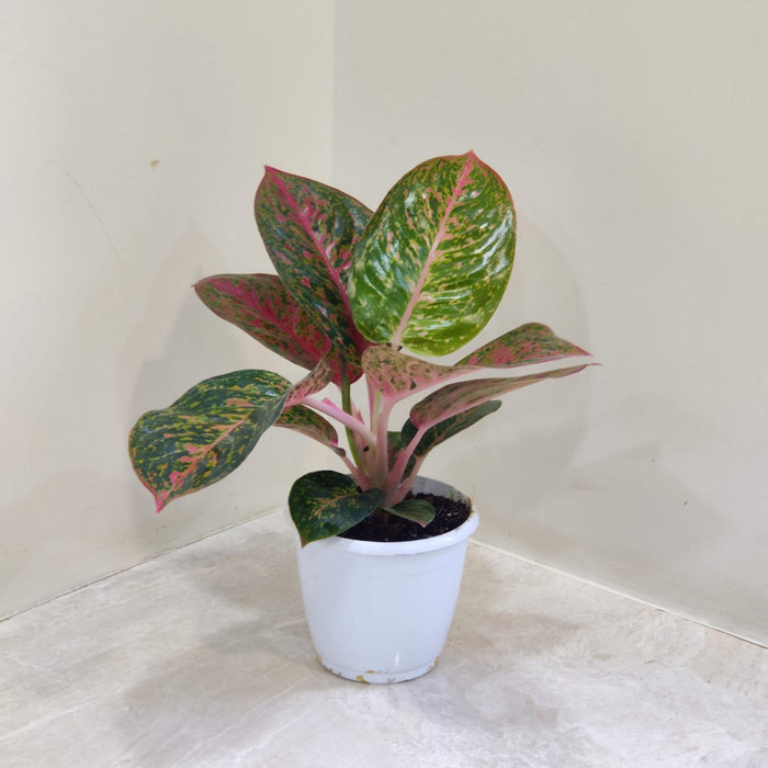 Aglaonema Star Dust Green Plant
