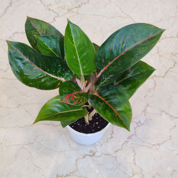 Aglaonema Star Dust Green Plant