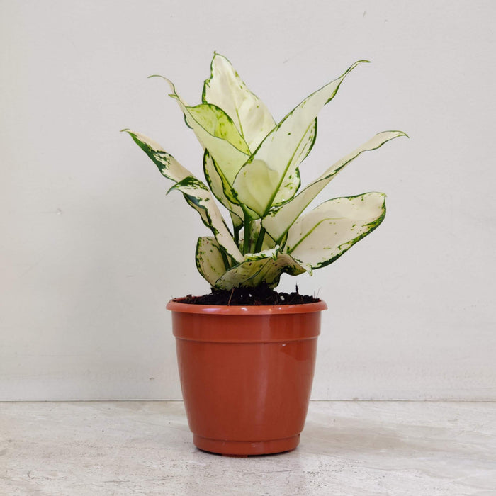 Aglaonema Super White Plant In 10 cm pot