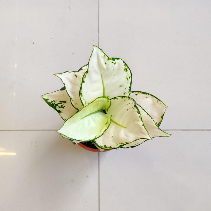 Aglaonema Super White Plant In 10 cm pot
