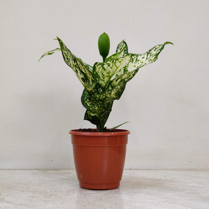 Aglaonema White Anjuman Plant In 10 cm pot