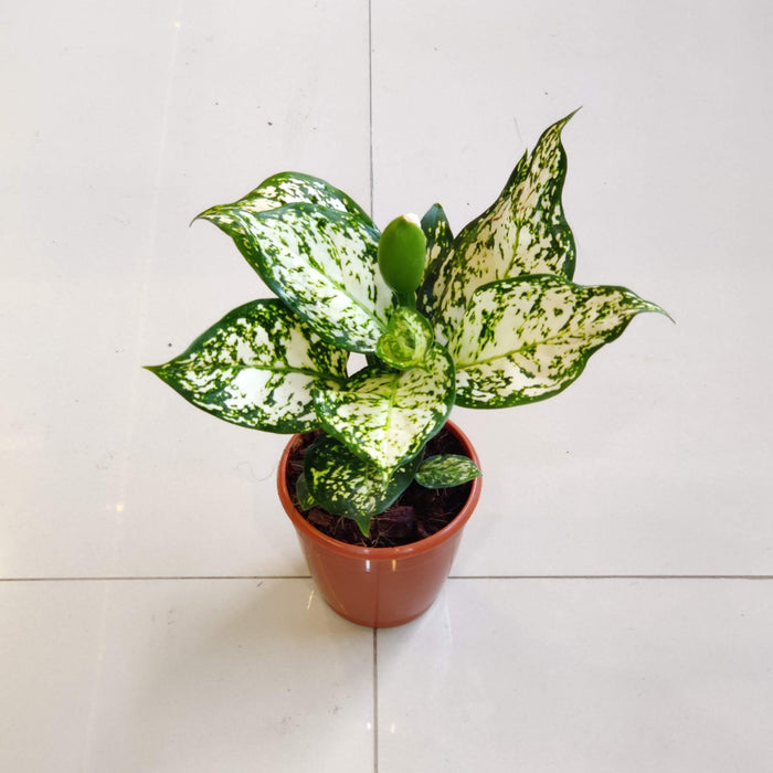 Aglaonema White Anjuman Plant In 10 cm pot