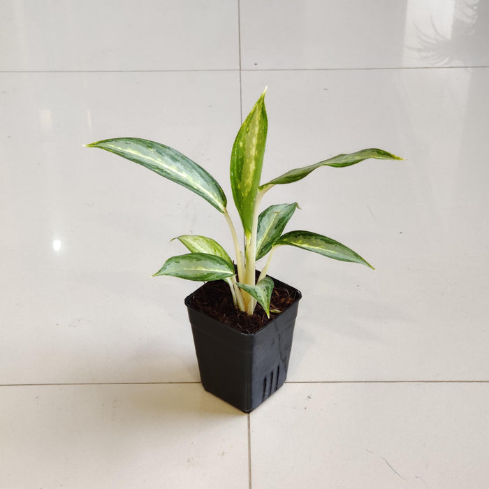 Aglaonema White Rain Plant  7 Cm Pot