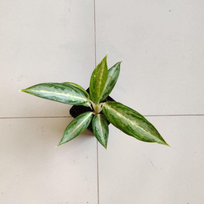 Aglaonema White Rain Plant  7 Cm Pot