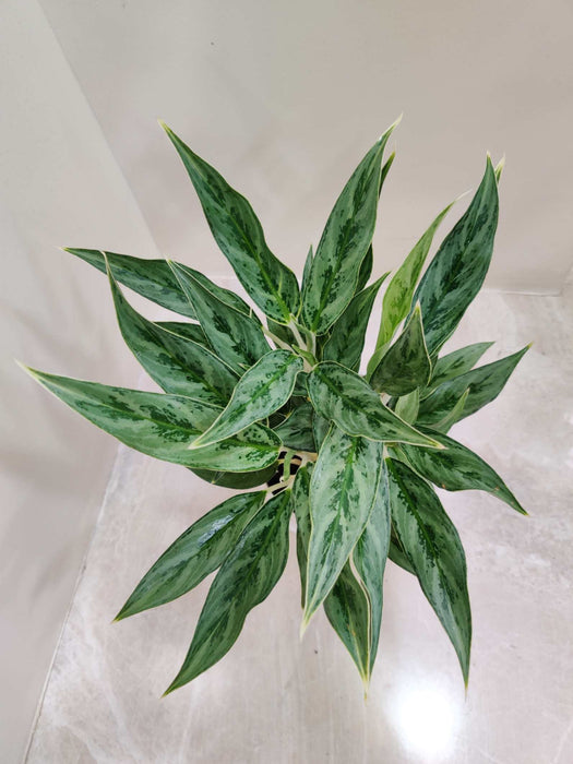 Aglaonema White Stem Plant 12 Cm Pot