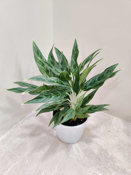Aglaonema White Stem Plant 12 Cm Pot