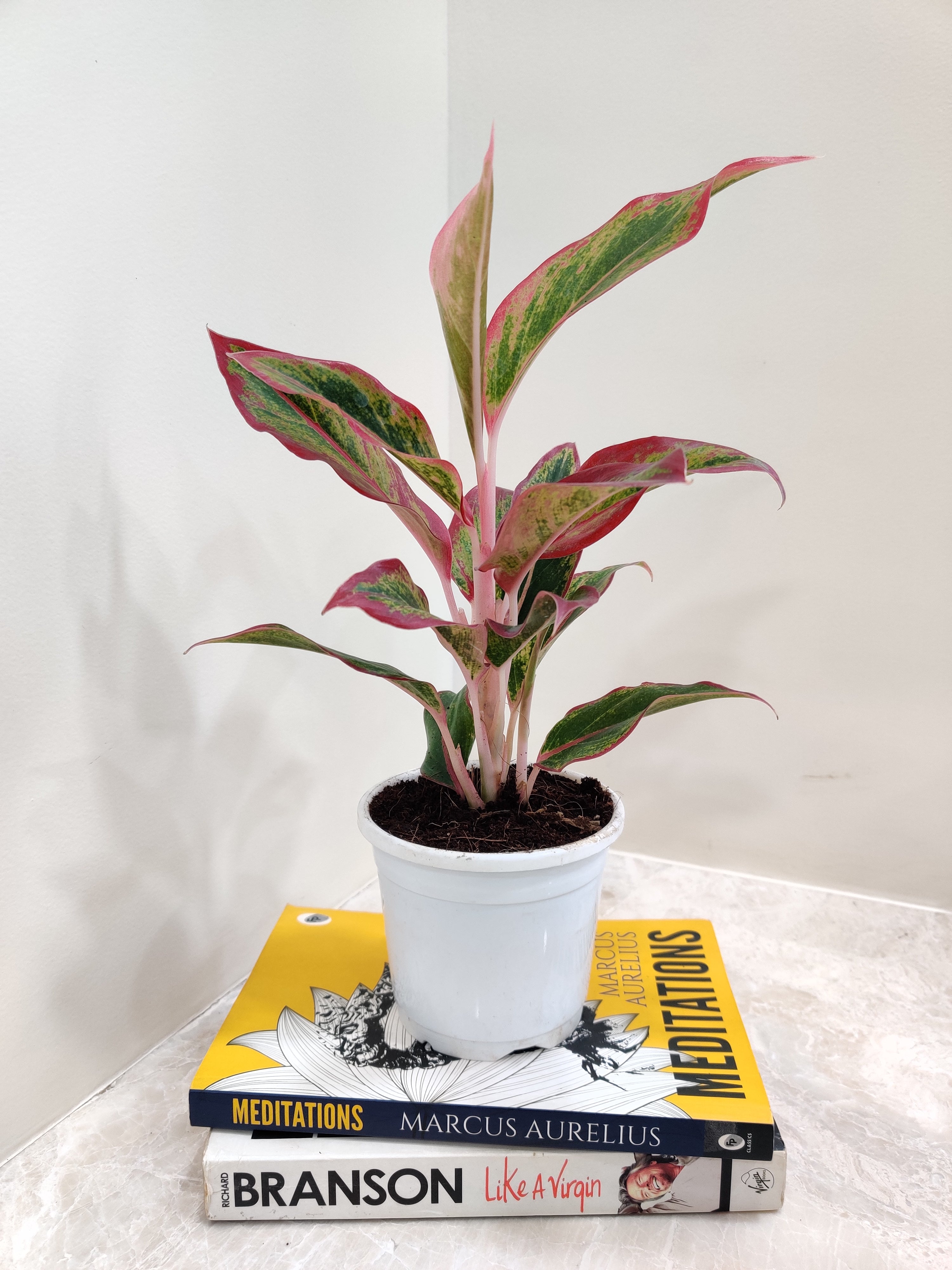 aglaonema lipstick plant benefits Exotic Aglaonema Lipstick Red Plant