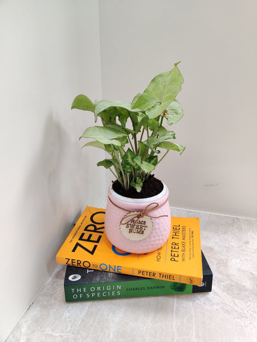 Syngonium White Butterfly as elegant office decor