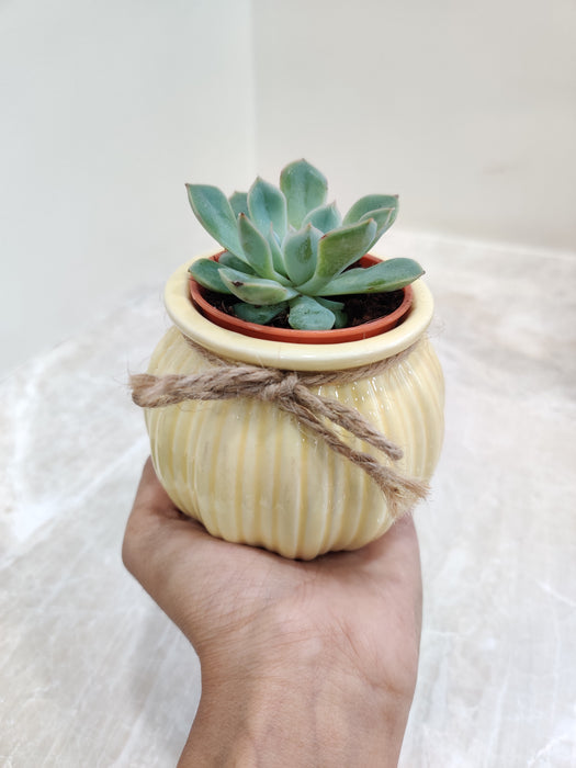 Purifying succulent corporate gift