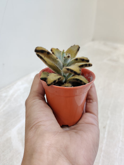 Easy Care Kalanchoe Tomentosa Succulent Indoor