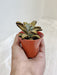 Easy Care Kalanchoe Tomentosa Succulent Indoor