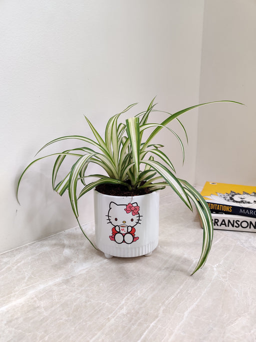 Chlorophytum Spider Plant in elegant white pot for office