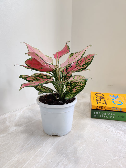 Easy Care Indoor Aglaonema Angel Plant
