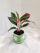 Air-Purifying Indoor Aglaonema Lipstick Plant in Stylish Pot