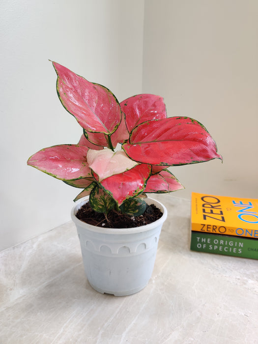 aglaonema plant of steel Aglaonema Diamond Red Big Plant – ChhajedGarden.com