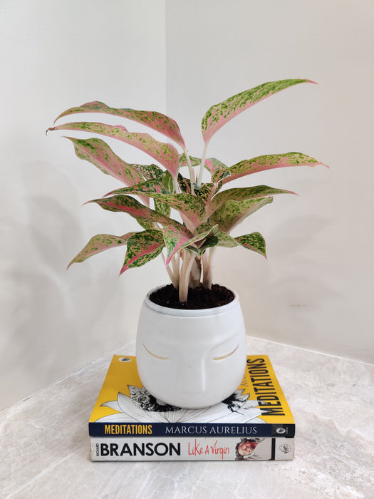 Air Purifying Aglaonema Firework Desk Plant