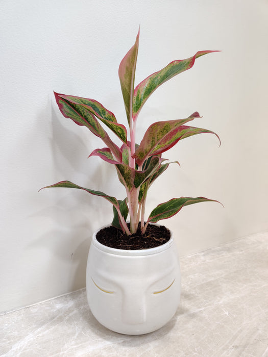 Lush Aglaonema Lipstick Plant in White Ceramic Pot