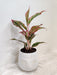 Lush Aglaonema Lipstick Plant in White Ceramic Pot