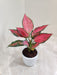 Indoor Aglaonema Beauty Plant with air purifying qualities