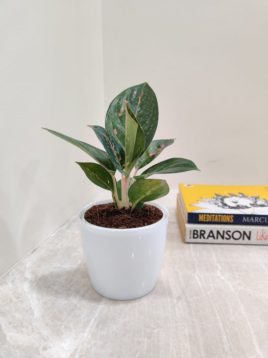 Air purifying qualities of Aglaonema Star Dust indoor plant