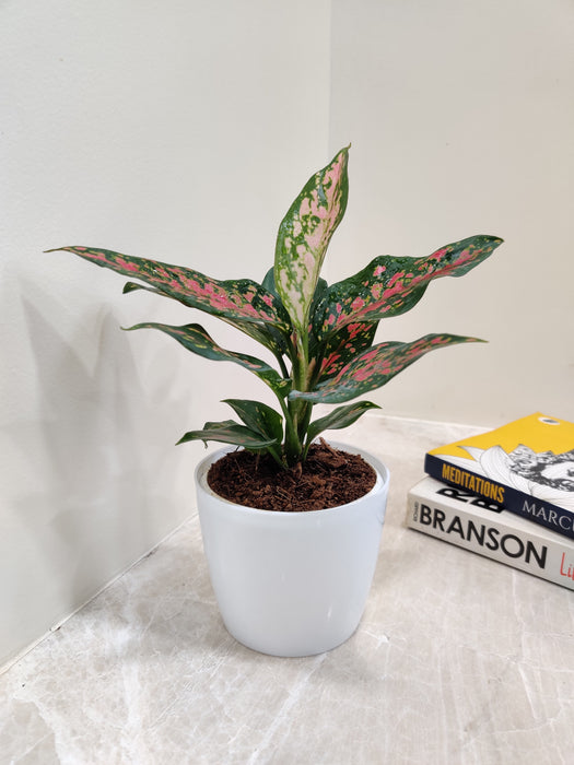 Low maintenance Aglaonema Rui indoor plant in a plastic pot
