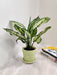 Snow White Aglaonema plant in elegant pot for office