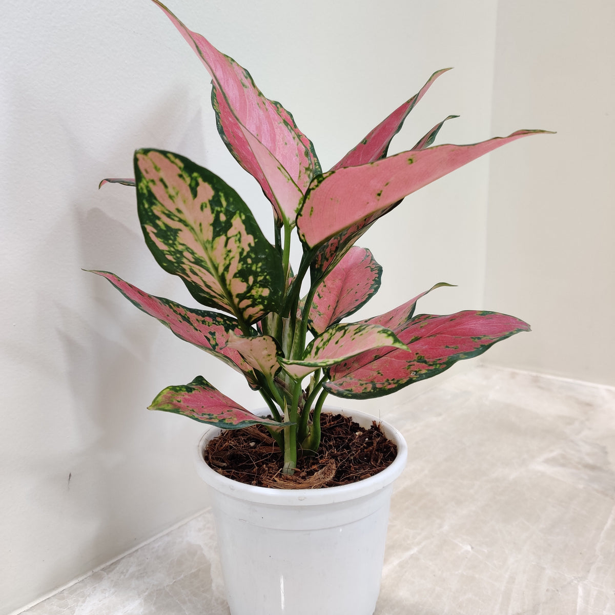 aglaonema flower meaning Buy Aglaonema Pink Plant Online for Stunning Indoors – ChhajedGarden.com