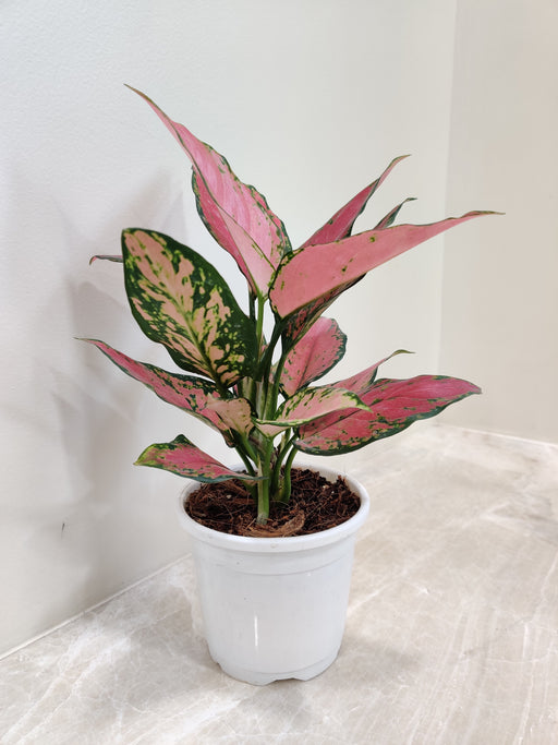 Aglaonema Beauty Plant with Pink Variegation
