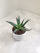 Aloe Zambezi Succulent Plant in White Pot