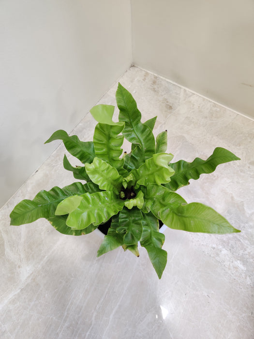 Healthy Asplenium fern for indoor gardening