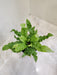 Healthy Asplenium fern for indoor gardening