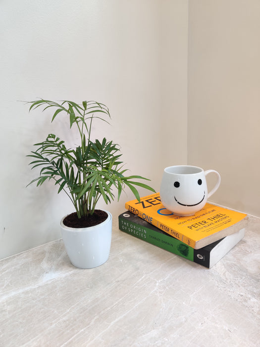 Air purifying Bamboo Palm for work environment