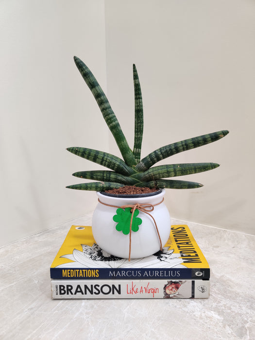 Hardy Bonsel Snake Plant ideal for corporate gift