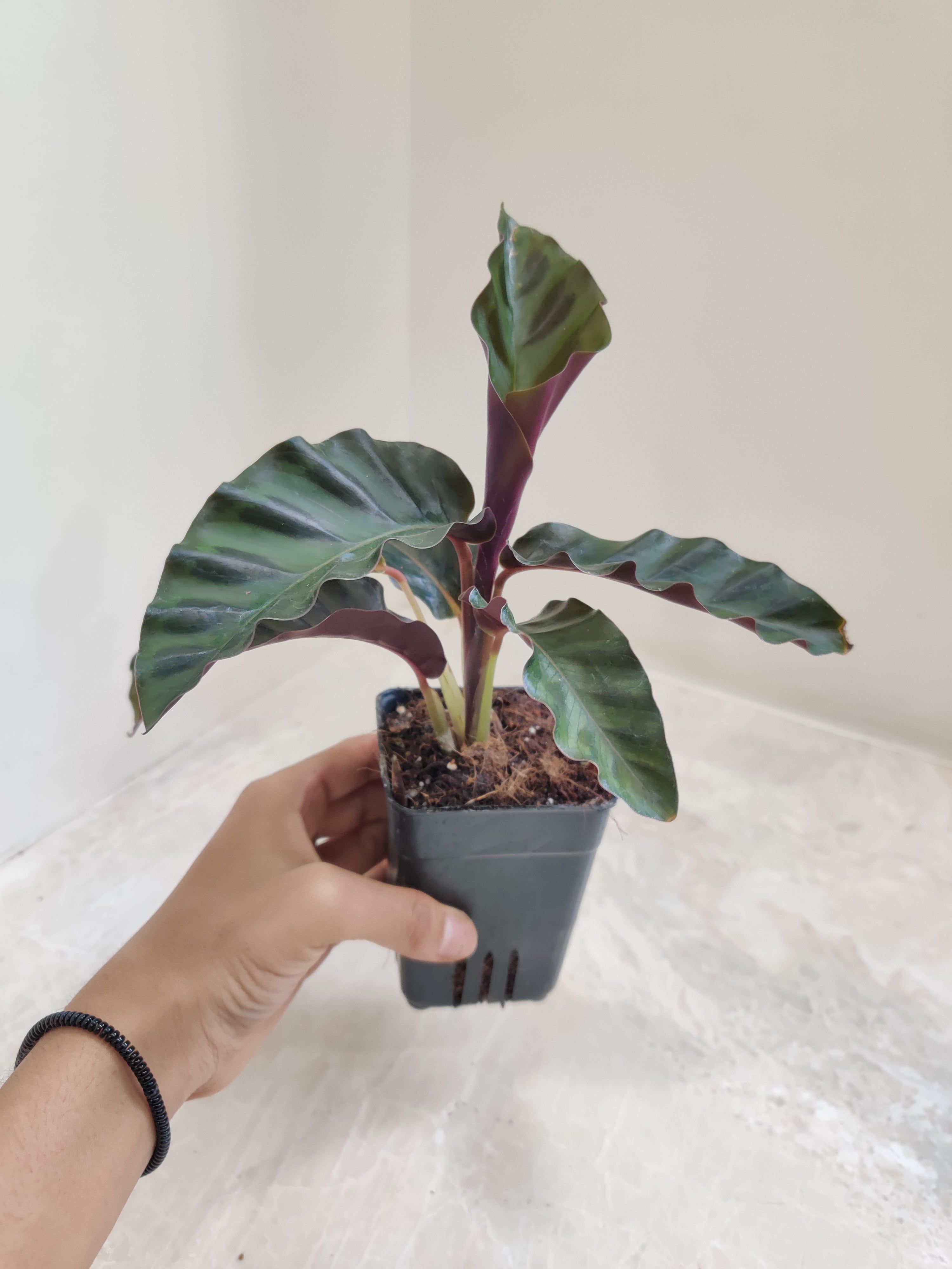 Calathea Gandersii Plant