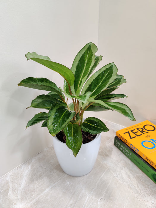 Green leafy Calathea JF Macbr for corporate gifting